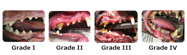 The four stages of Periodontal disease in dogs, known as the Silent Killer